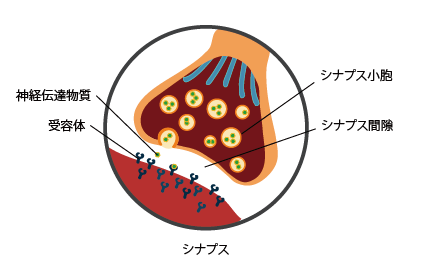 シナプス